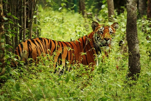 tiger