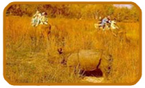 Chitwan Tour (Chitwan National Park)