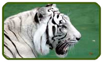 chitwan