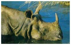 chitwan